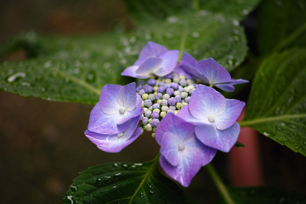 雨に咲く6