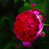 SDIM0567