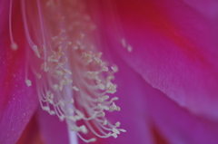 花弁