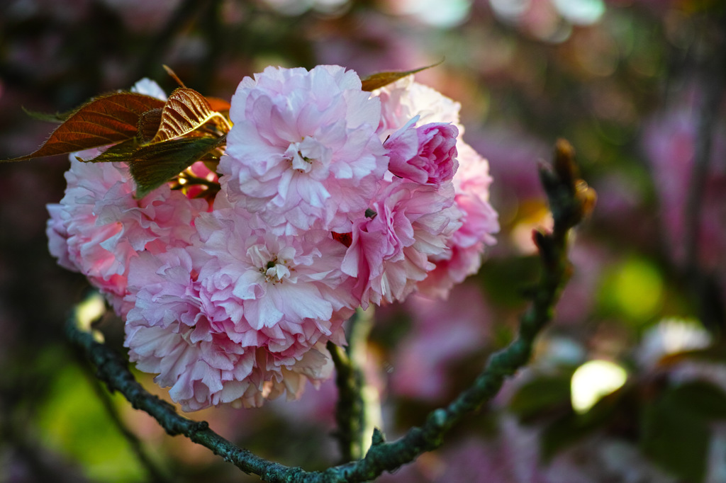 ふっくらとピンク