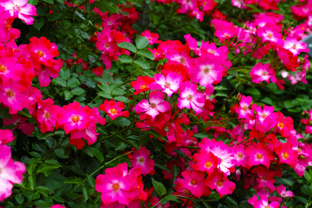 SDIM0585