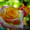 薔薇3