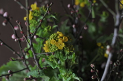 梅に菜の花