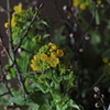 梅に菜の花