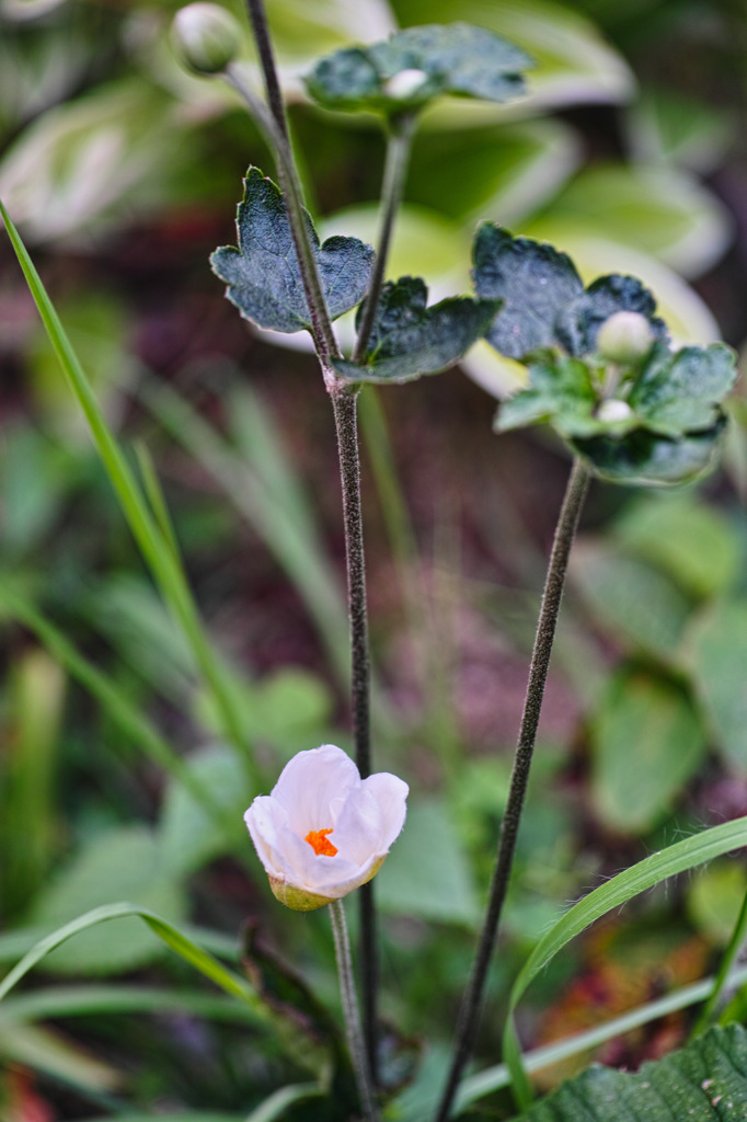 契菊