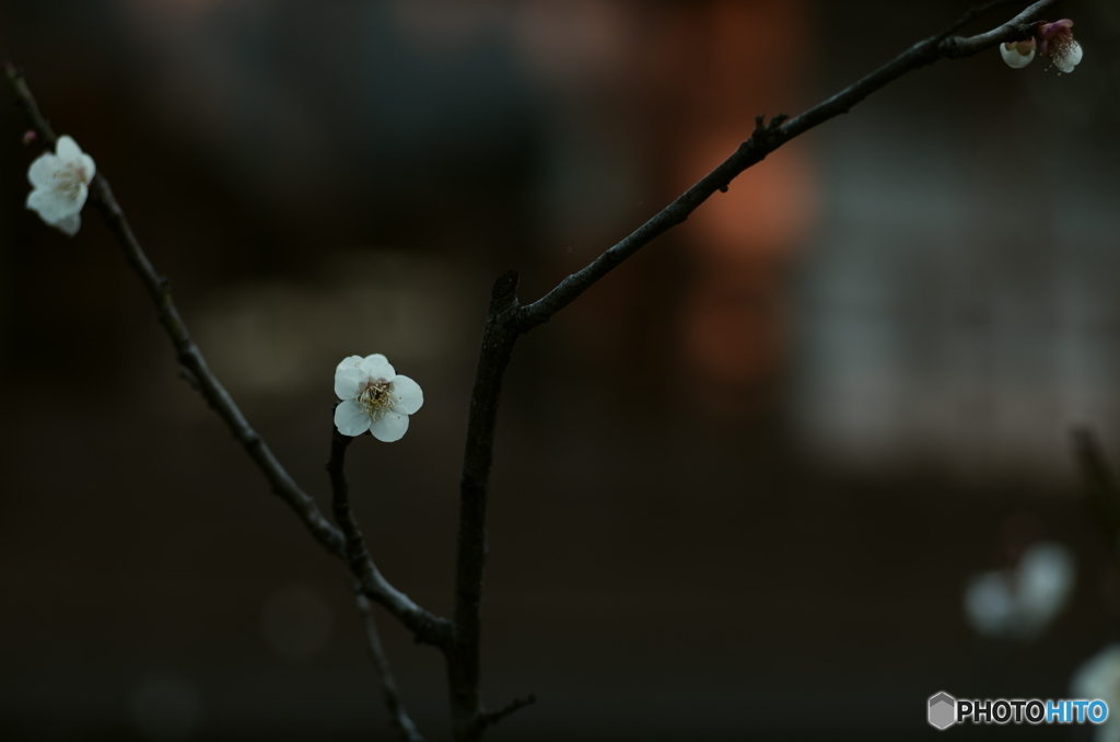 京の春