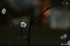 京の春