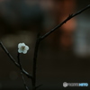 京の春
