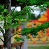 公園の薫