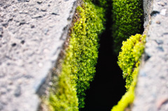 側溝の割れ目に