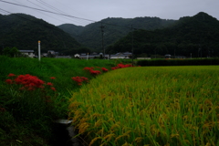 DSCF2890