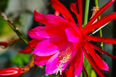 サボテンの花2