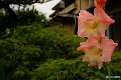 梅雨の晴れ間に花開く