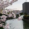 桜8