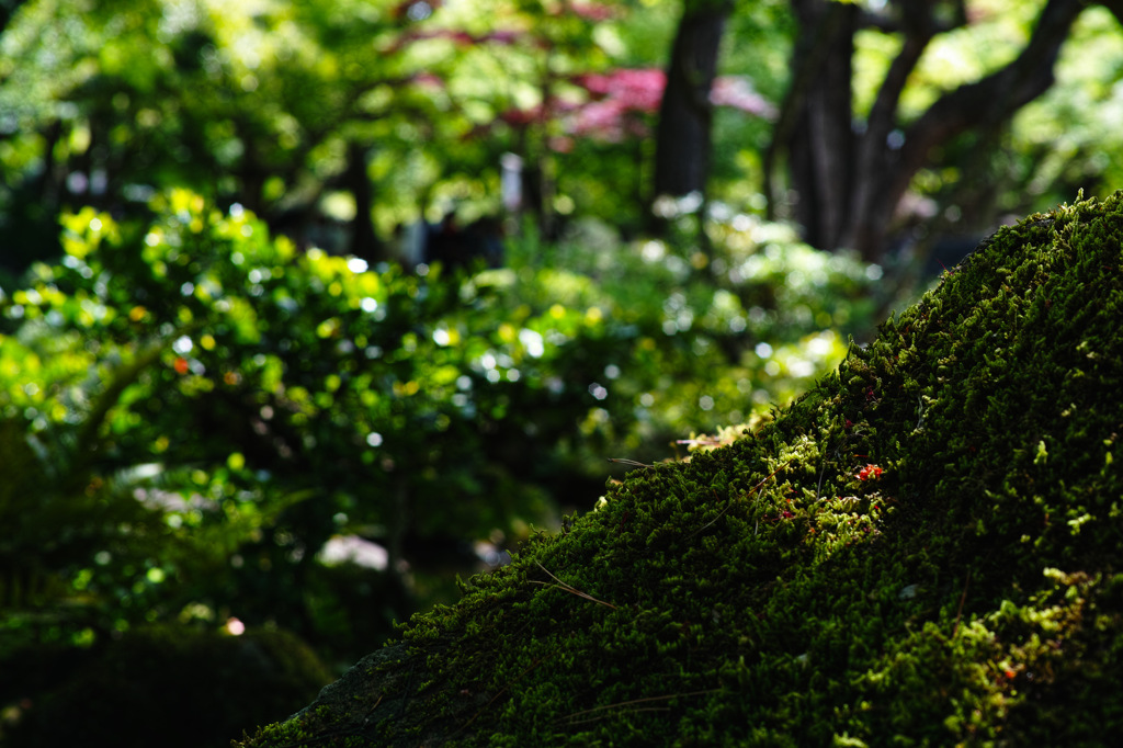 苔むした