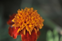 これも花びら？