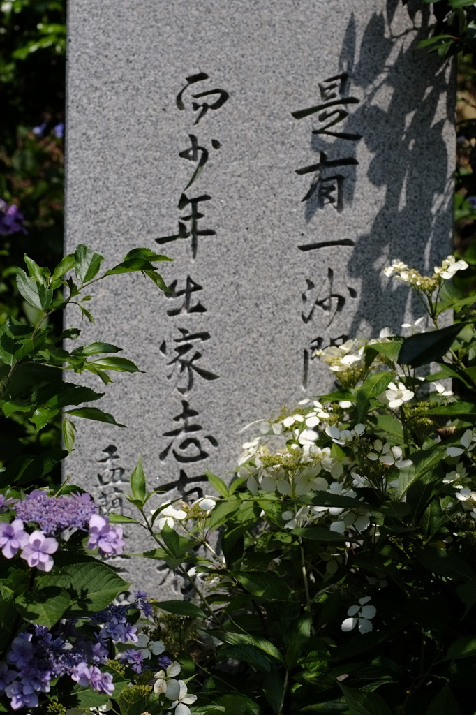 安養寺にあじさいをみにいってきました10