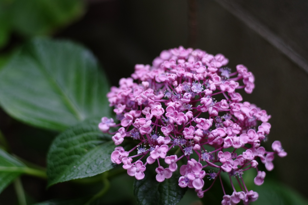 ちっちゃい花びらが・・。