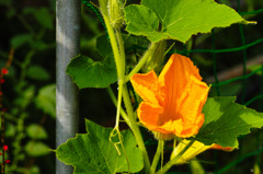 やっと花が・・。