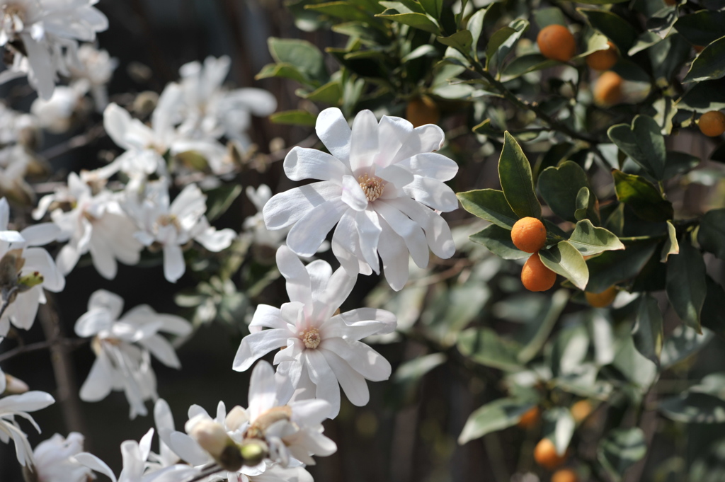 庭のこぶしが満開