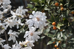 庭のこぶしが満開