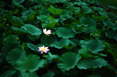 はす1
