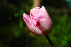 ひっそりと自己主張