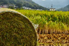 稲刈りでコロン2