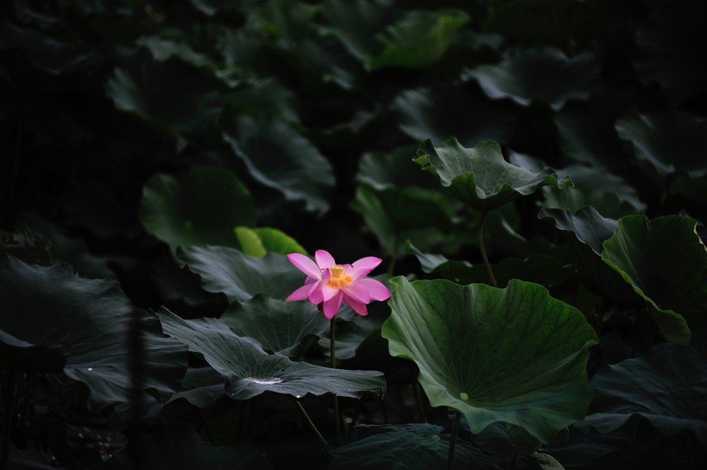 蓮1