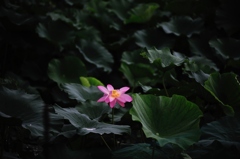 蓮1