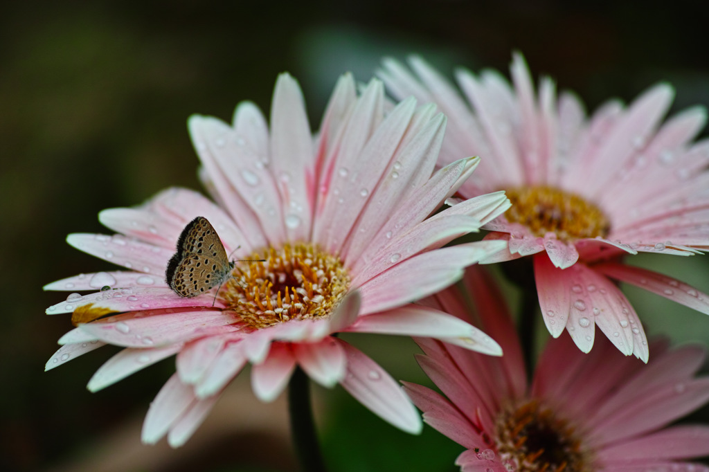 秋風に誘われて