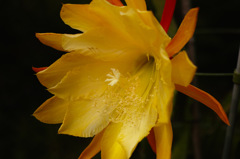 黄色いサボテンの花