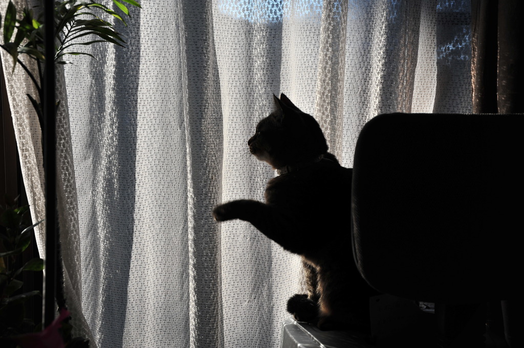 招いて、招いて商売繁盛？