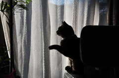 招いて、招いて商売繁盛？