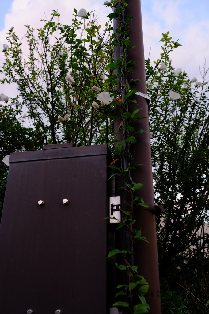 配電盤に咲く