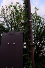 配電盤に咲く