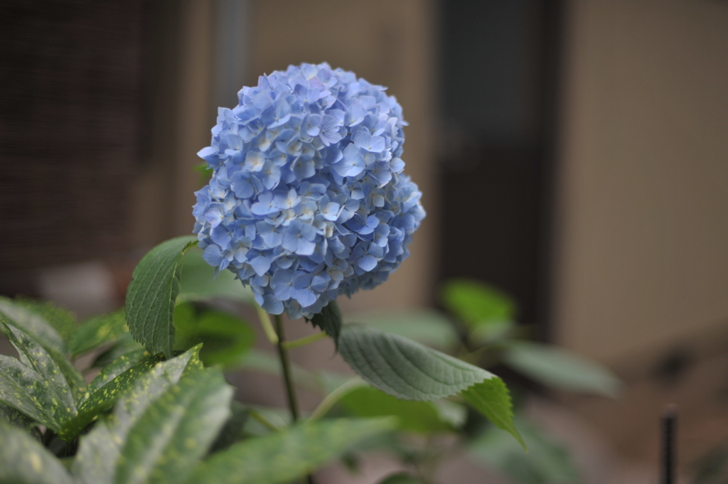 雨が降らなくとも