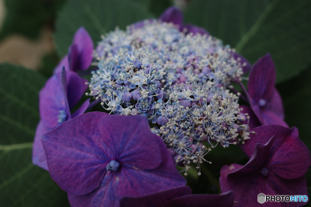 額紫陽花