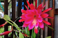 サボテンの花1