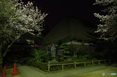 円通寺の夜桜