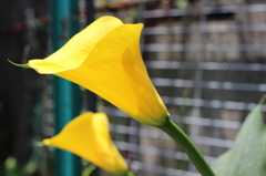 カラーなカラー