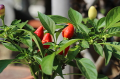 花だけではありません