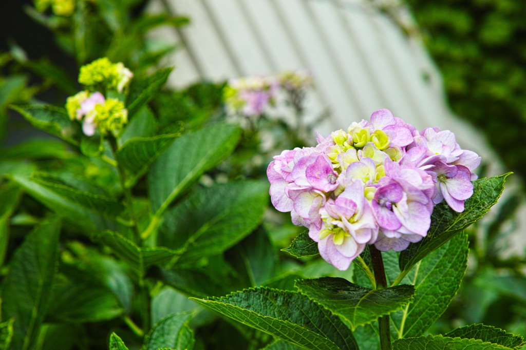 主役はどっち？