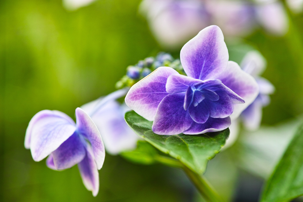 葉っぱのお盆の上に