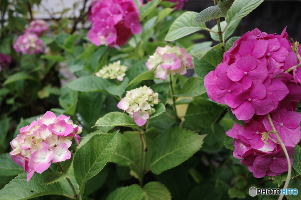 紫陽花