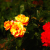 SDIM0562