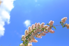 初夏!!