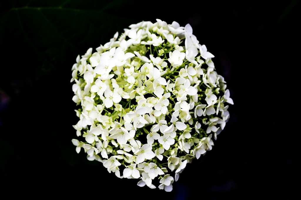 花花火?