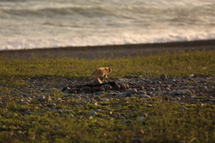 ロンリー猫