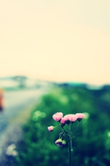 Flower blooming in the roadside